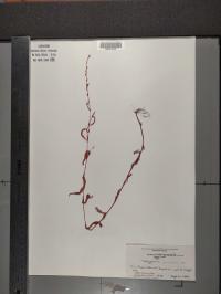 Persicaria punctata image