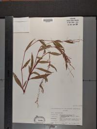 Persicaria punctata image