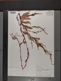 Persicaria punctata image