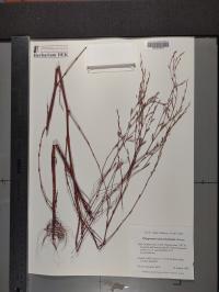 Polygonum ramosissimum image