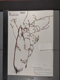 Polygonum ramosissimum image