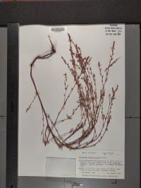 Polygonum ramosissimum image