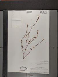 Polygonum ramosissimum image
