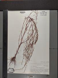 Polygonum ramosissimum image