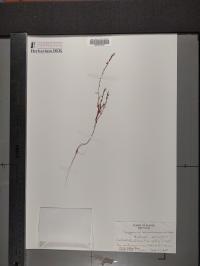 Polygonum ramosissimum image