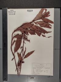 Persicaria amphibia image
