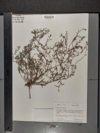 Polygonum aviculare image