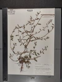 Polygonum aviculare image