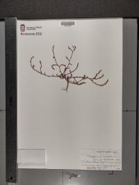 Polygonum aviculare image