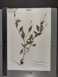 Persicaria longiseta image