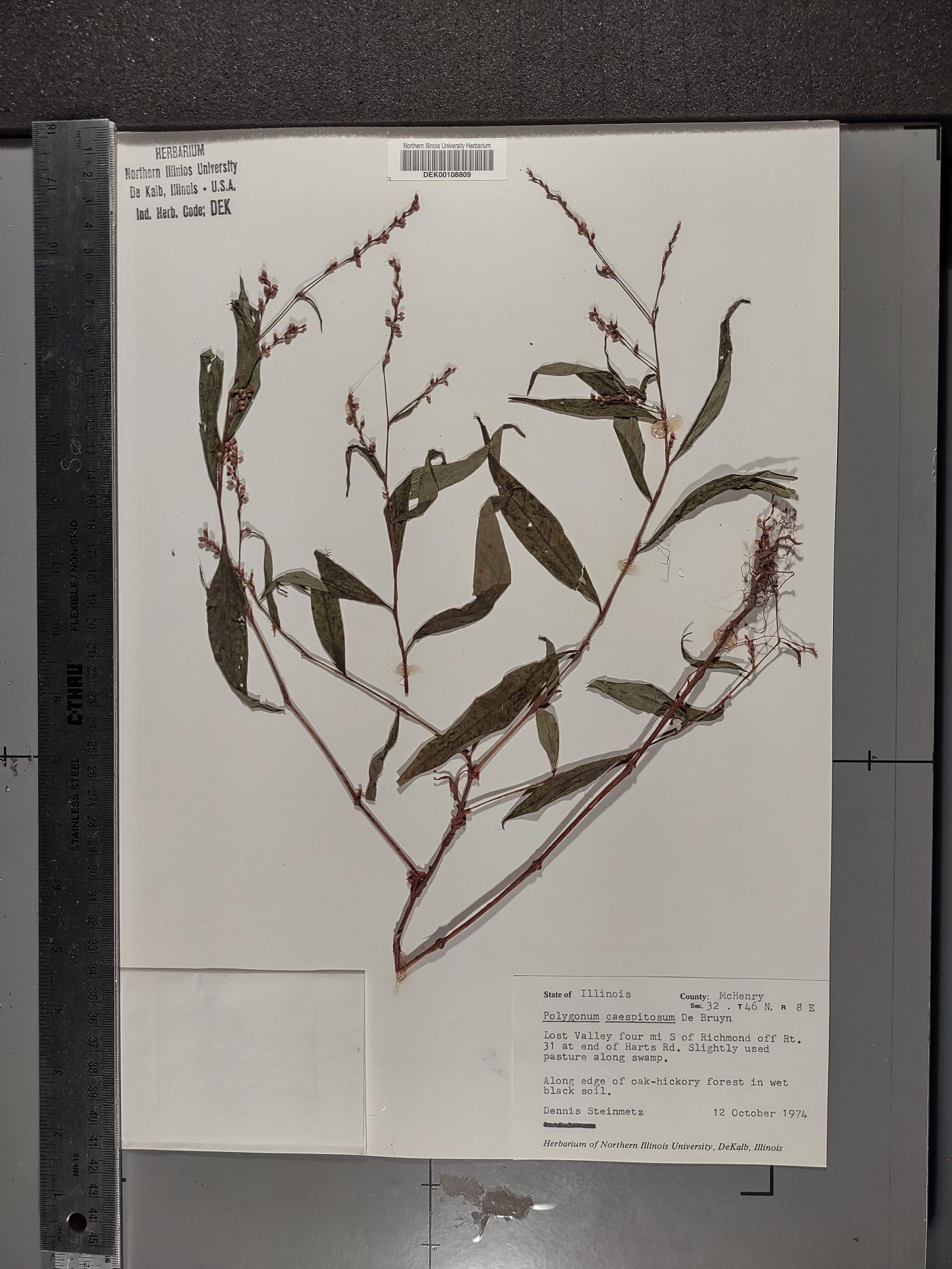 Persicaria posumbu subsp. posumbu image