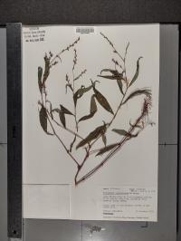 Persicaria posumbu subsp. posumbu image