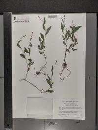 Persicaria longiseta image