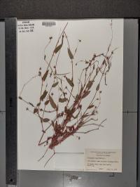 Persicaria sagittata image