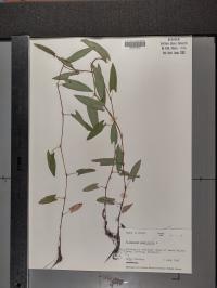 Persicaria sagittata image