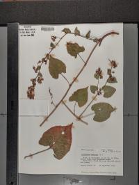 Fallopia scandens image