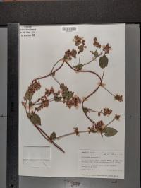 Fallopia scandens image