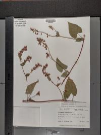 Fallopia scandens image