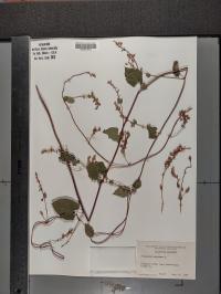 Fallopia scandens image