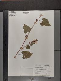 Fallopia scandens image