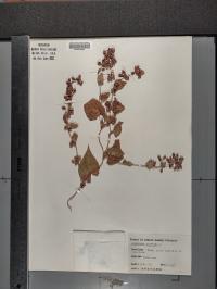 Fallopia scandens image