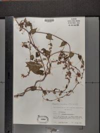 Fallopia scandens image