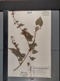 Fallopia scandens image