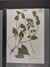 Fallopia scandens image