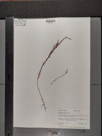 Polygonum tenue image