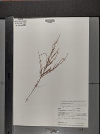 Polygonum tenue image