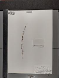 Polygonum tenue image