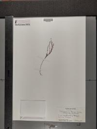 Polygonum tenue image