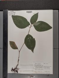 Persicaria virginiana image