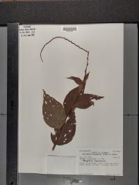 Persicaria virginiana image