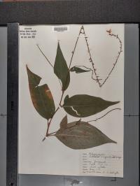 Persicaria virginiana image