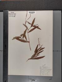 Persicaria amphibia image
