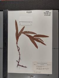 Persicaria amphibia image