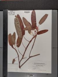 Persicaria amphibia image
