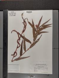 Persicaria amphibia image