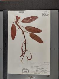 Persicaria amphibia image