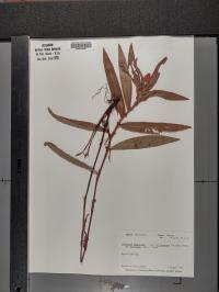 Persicaria amphibia image