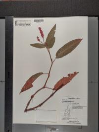 Persicaria amphibia image