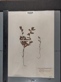 Polygonum aviculare image