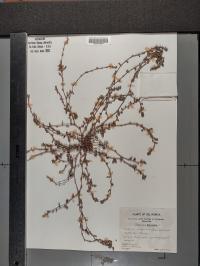 Polygonum aviculare image