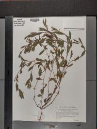 Polygonum aviculare image
