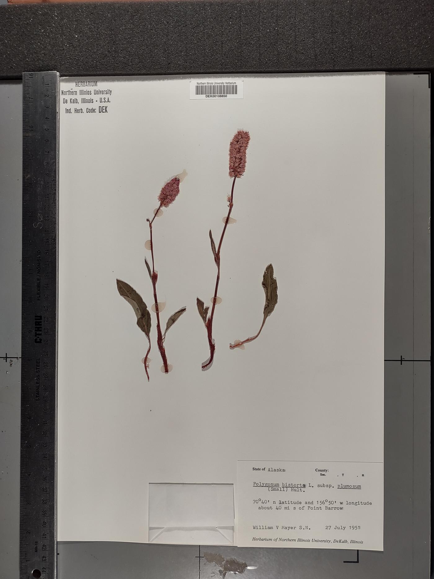 Bistorta plumosa image