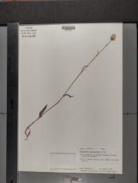 Bistorta bistortoides image