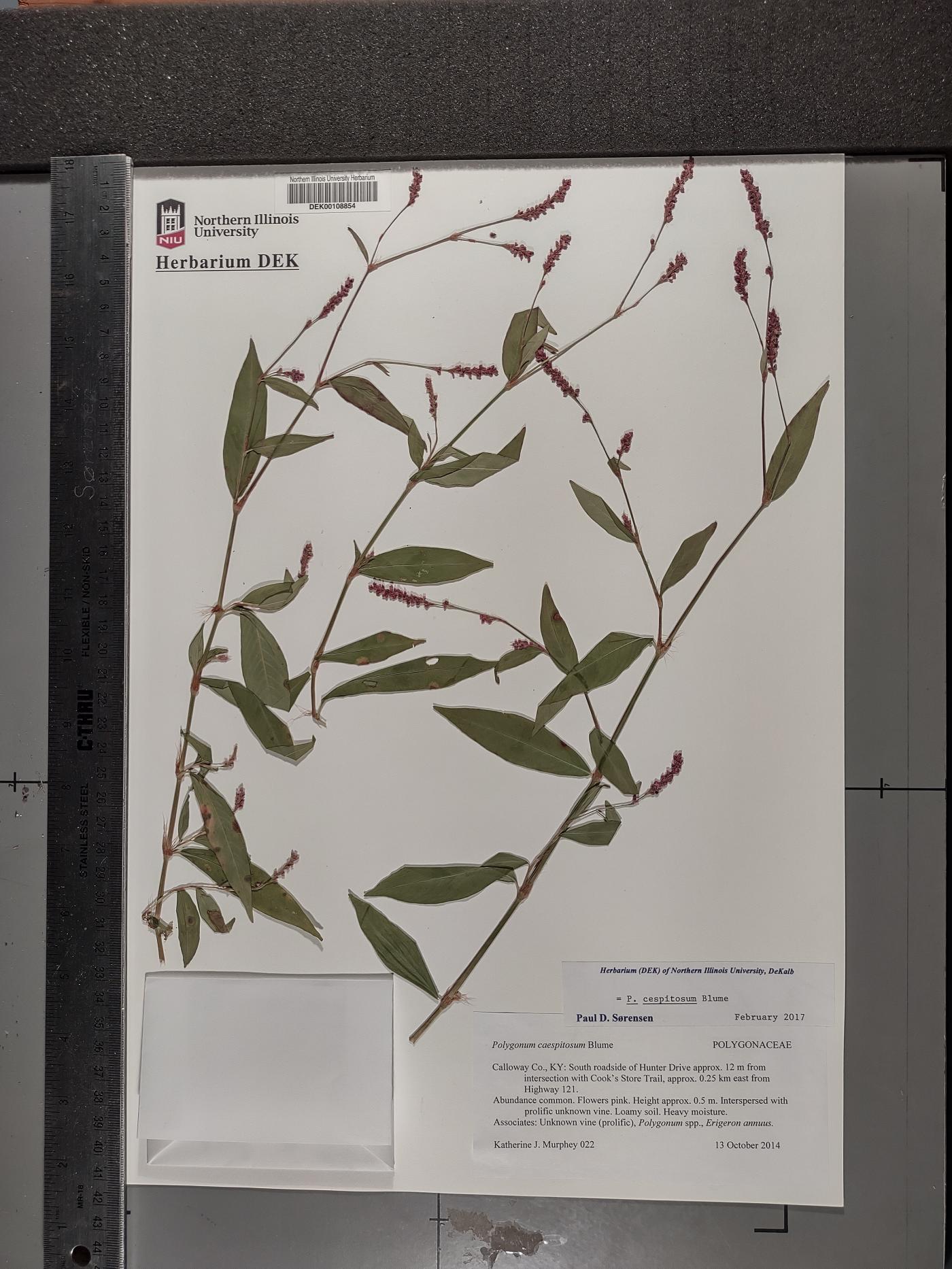 Persicaria posumbu subsp. posumbu image