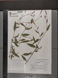 Persicaria posumbu subsp. posumbu image