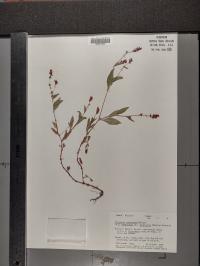 Persicaria longiseta image